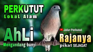 PERKUTUT LOKAL GACOR suara besar - KONTAN LANGSUNG NYAUT (PENGUNDANG BUNYI PALING AMPUH)