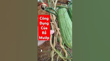 Bạn đã biết công dụng tuyệt vời của Rễ Mướp chưa?