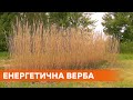 Український бамбук: на Київщині засадили перший в Україні полігон енергетичною вербою
