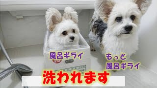 おうちで愛犬のシャンプー。風呂ギライの次男犬をもっと風呂ギライな長男犬が見守ります。