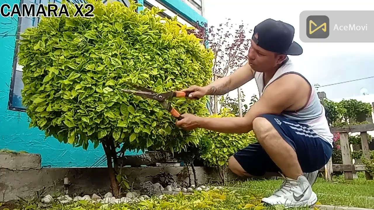 COMO PODAR DURANTAS EN FORMA DE MESITA O CIRCULAR