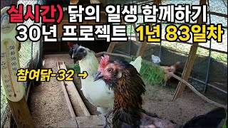 실시간) 1년 83일차, 닭의 일생 함께하기 30년 프로젝트