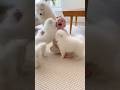 これが本当の「幸せの渋滞」です。#shorts #赤ちゃん #犬