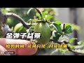Pruning and fertilization of golden marble flowers and fruits金色の大理石の花と果物の剪定と施肥金彈子開花結果的修剪及施肥