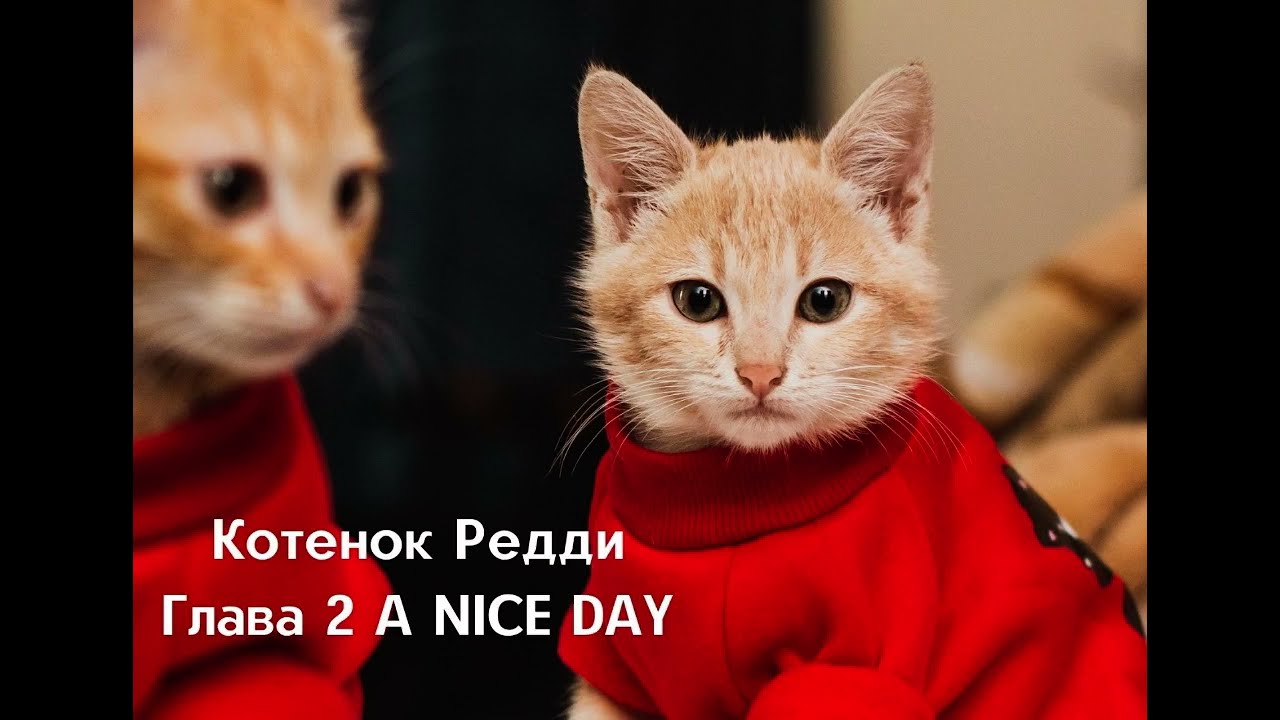 Курс история и котики