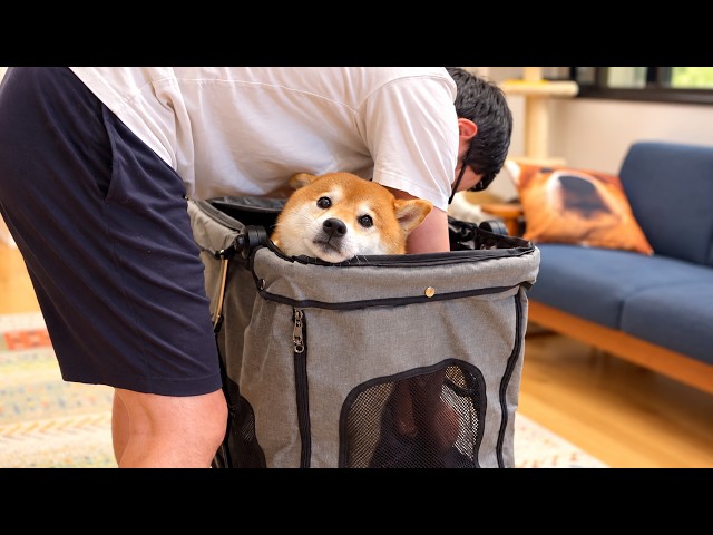 柴犬、人生2度目に乗せたら‥大クレームに。