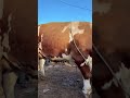 Big Simmental bull 🐄🥩😱 #bigcow#bigbull#bull#cow #simmental#simental#fyp#cattle#cattlefarm#shorts#fy