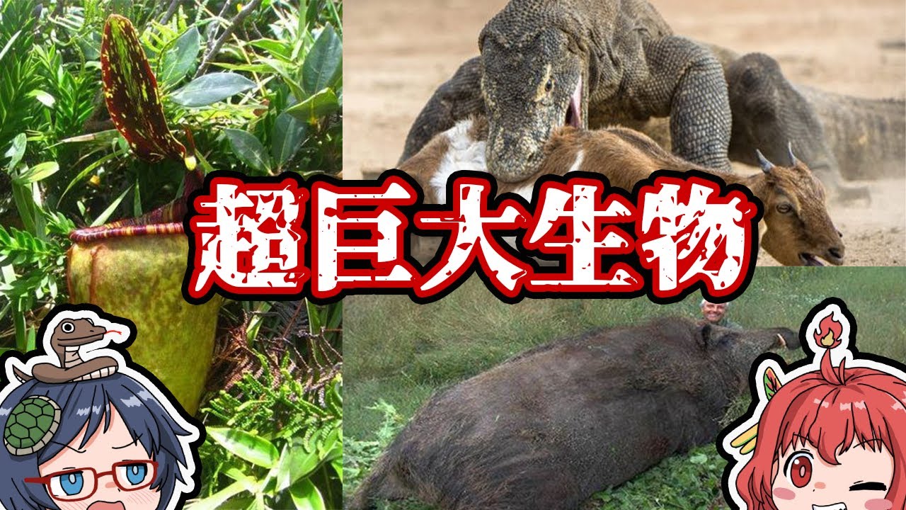 【ゆっくり解説】実在した超巨大生物たち『第二弾』