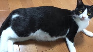 妊娠中のお腹の中で動く赤ちゃん猫 Youtube