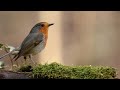 Stream sounds &amp; bird sounds in the forest for rest &amp; relaxation.
