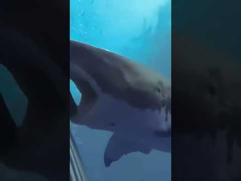 Diver Gets Into a WILD Interaction With Shark 😳‼️#shark #scary #ocean #fishing