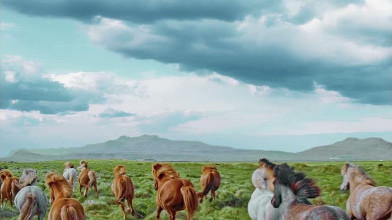 QUANTOS ANOS VIVE UM CAVALO? YouTube QUANTOS ANOS VIVE UM CAVALO? YouTube