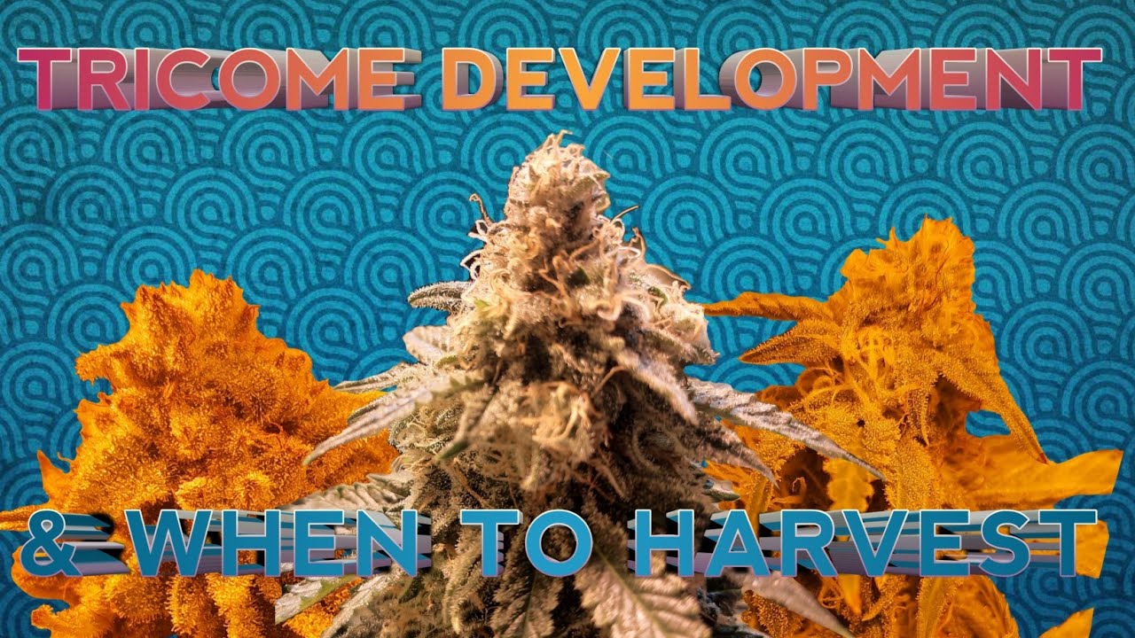 Tricome Development || When To Hatvest Cannabis