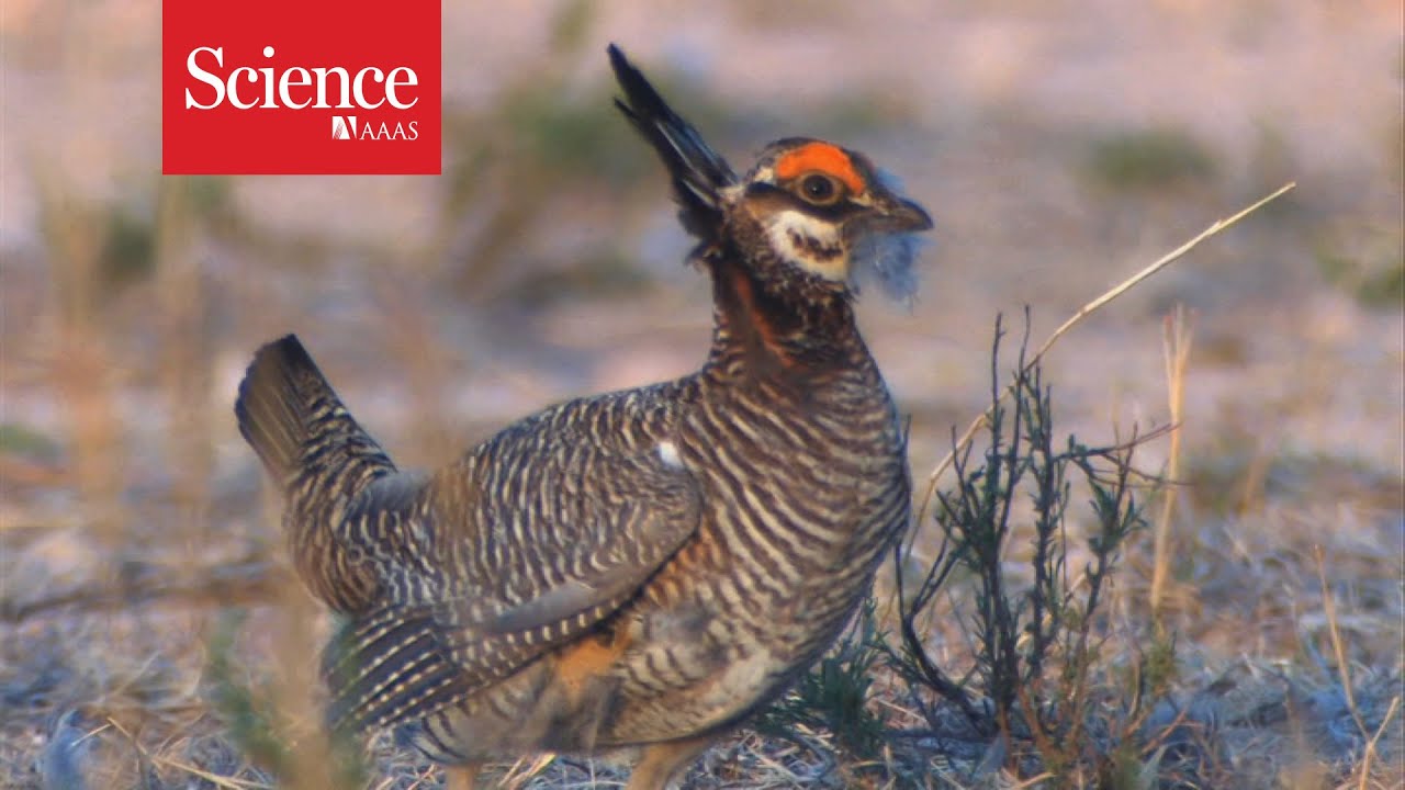 The last dance of the prairie chicken
