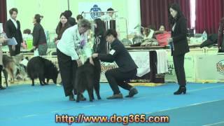 ACW / UAKC International Dog Show  Groenendael