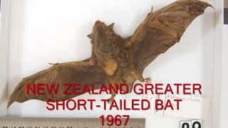 Extinct Animals 20th Century! (Part 3)
