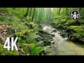 A gentle relaxing stream with birdsong in the May mountain forest.