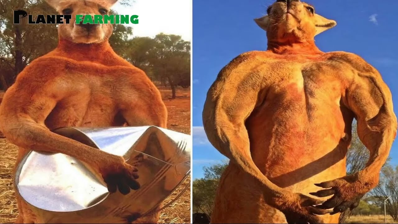 Amazing Kangaroo Farm Meat Processing - Kangaroo Harvest