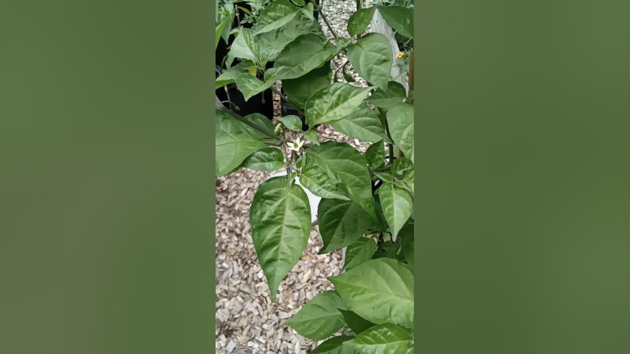 White ghost pepper, 1.2 million Scoville. - YouTube