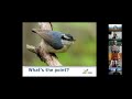 Christmas Bird Count Presentation