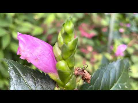 Video: Turtlehead Plant Info: Wat is Turtlehead and Turtlehead Garden Care