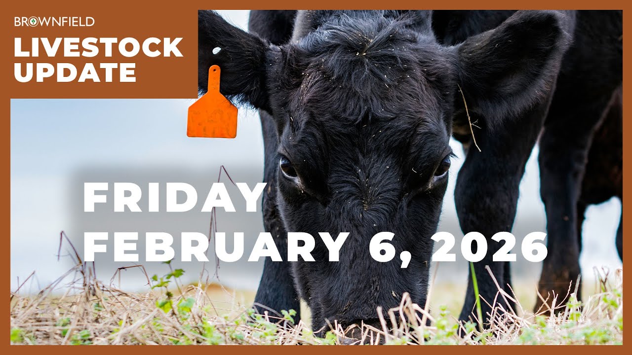 Фьючерсы на откормочный скот выросли более чем на 7 долларов на этой неделе | Еженедельный обзор ...