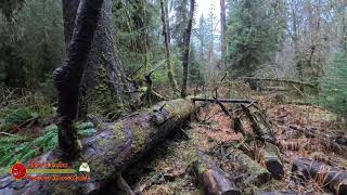 Hoh Rain Forest and Hike of the Hall of Mosses Trail