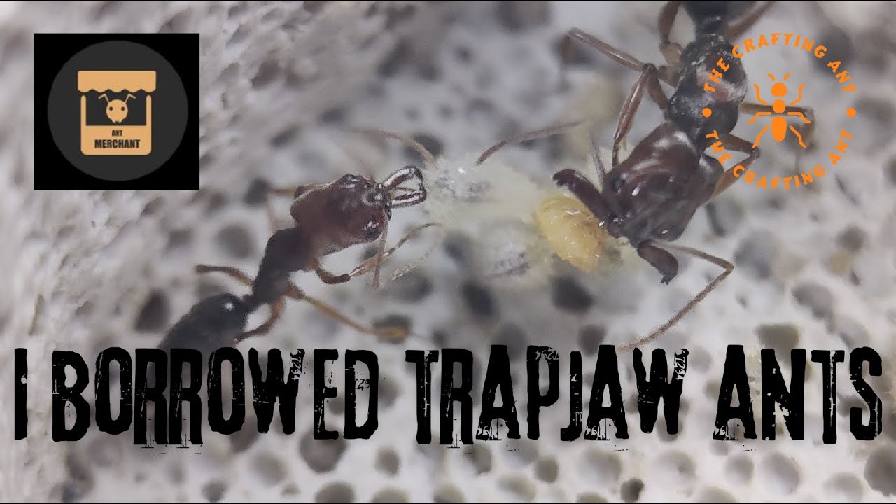 I borrowed Trap Jaw Ants from The Ant Merchant!!! (Odontomachus Clarus)