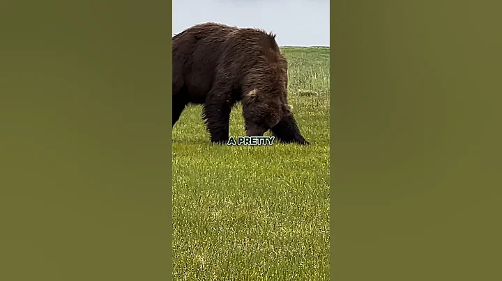 Joe Rogan on Why Sue Aikens Chose Bear Over Man 🐻