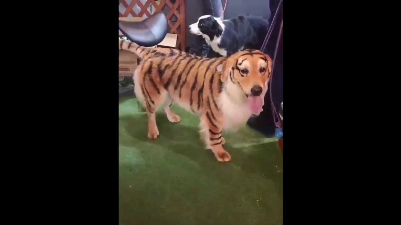 Anjing corak Harimau - Lucu Banget Bikin Ketawa Ngakak 