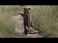 SafariLive April 28 - Successful hunt for Leopard Thandi!