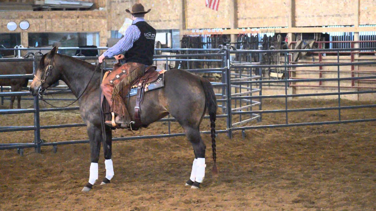 Bailey tracking buffalo