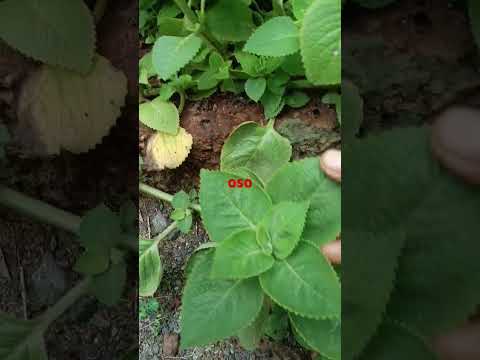 Ajwain Garden Homegarden Oso Garden Gardening Mygarden Treelovers Gardenlover 