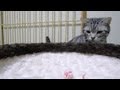 まさぐる猫 3