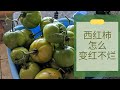 入秋了，摘回来一堆绿色的西红柿，怎么样保证它们变红不变烂 | How to Make Green Tomato Ripe Quicker