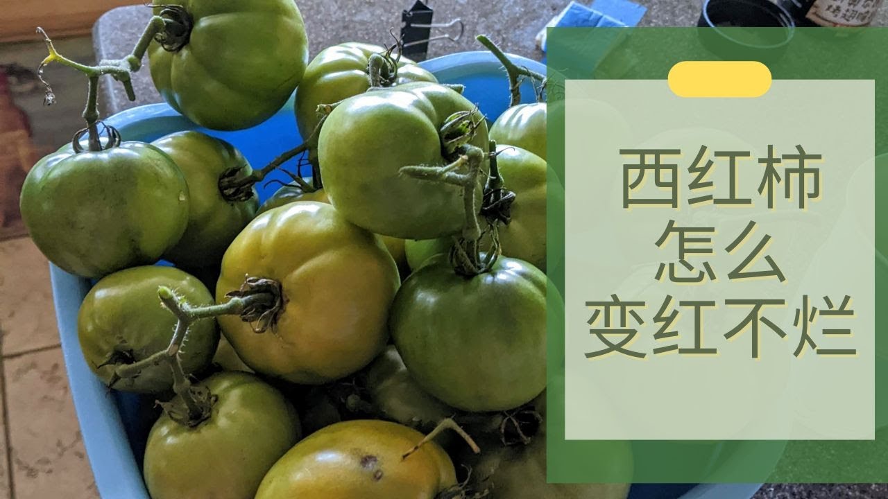 入秋了，摘回来一堆绿色的西红柿，怎么样保证它们变红不变烂 | How to Make Green Tomato Ripe Quicker