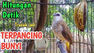 PERANGSANG BUNYI BURUNG TRUCUK pancingan  TRUCUKAN BIAR CEPAT BUNYI GACOR