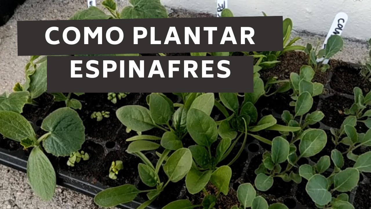 Como plantar Espinafres DICAS para cultivo de SUCESSO (sementeira e plantação)