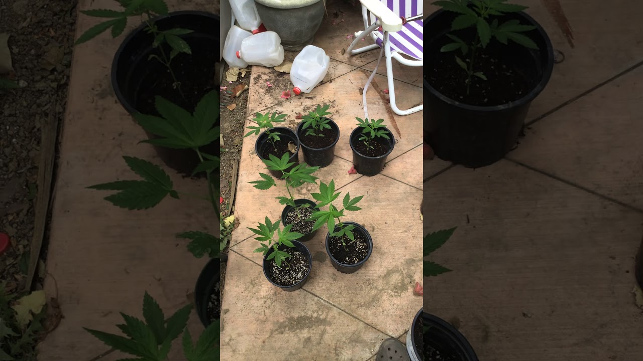 Astral Flower Genetics- Monedita DePlata you Rock!