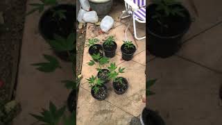 Astral Flower Genetics- Monedita DePlata you Rock!