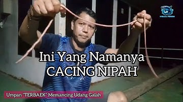 🎣Mancing Malam Umpan Cacing Nipah Udang Galah & Juaro Hasilnya