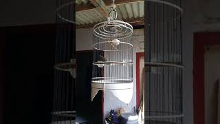 Download Lagu Cucak kombo kadjuman buat masteran MP3