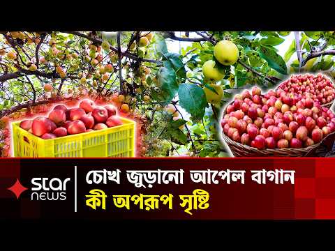 চীনের এই সুস্বাদু আপেল বাংলাদেশেও উৎপাদন সম্ভব | China Apple | Star News