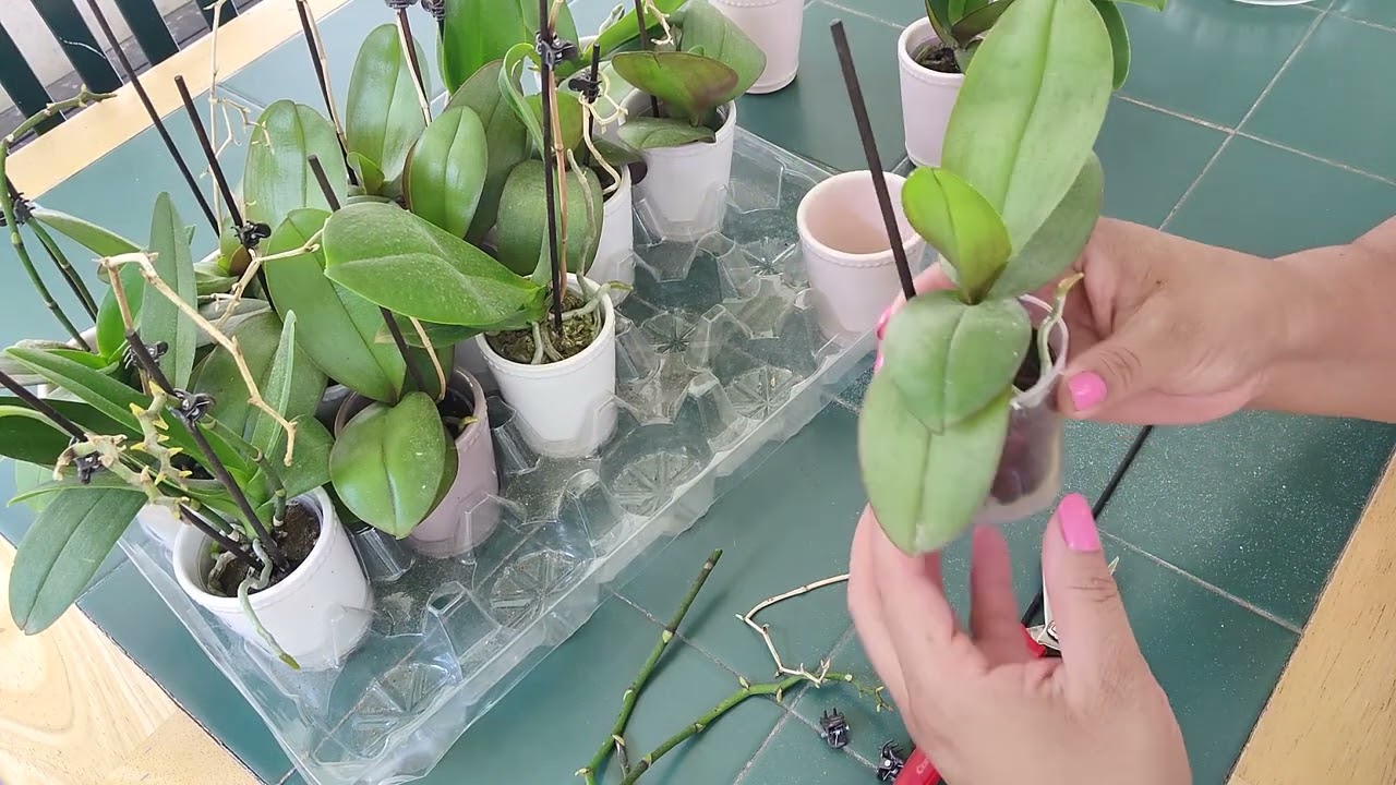 la mejor compra del año que hice orquídeas phalaenopsis minis#17
