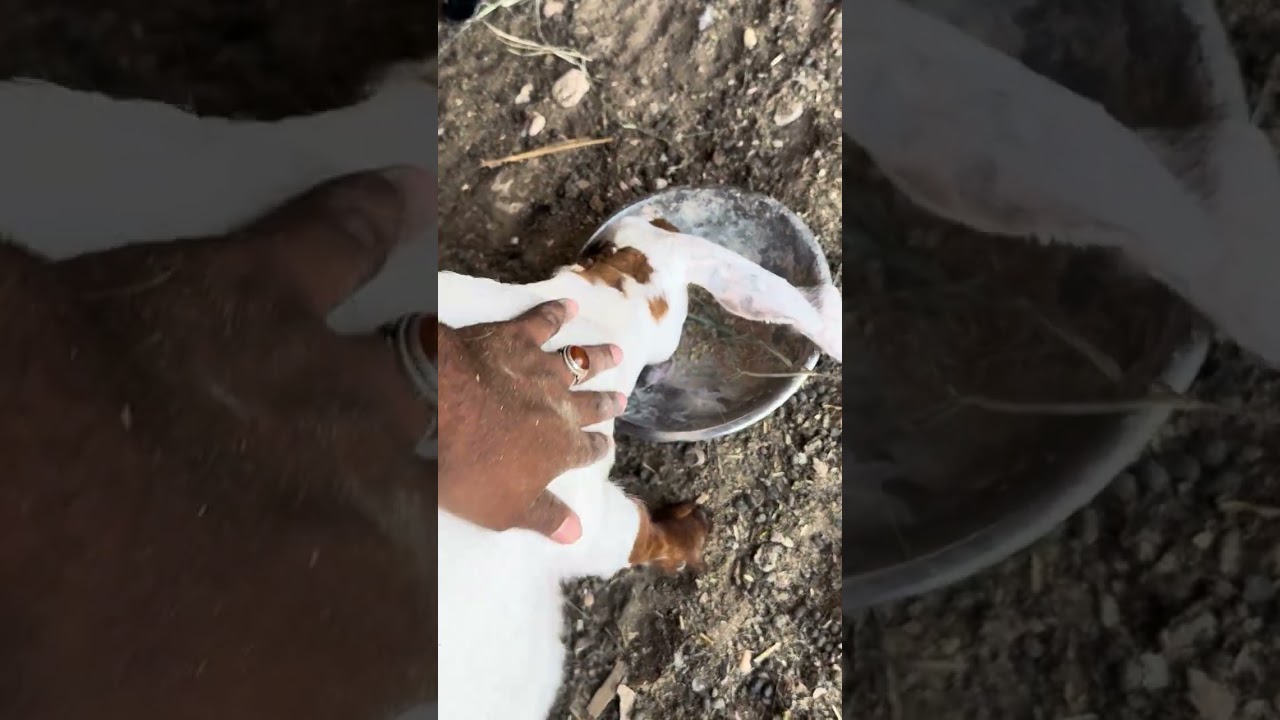 العزبة السعيدة  تاخرت على الحلال 