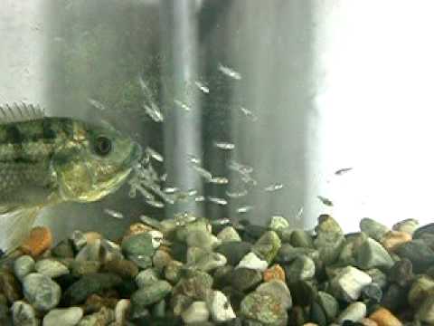 吳郭魚口護魚苗 Youtube