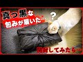 【怪しい黒包み届く…】突如として真っ黒くて大きな包みが届いたので開けてみた結果。20260611、カラス＆四つ足クインテット（仮）