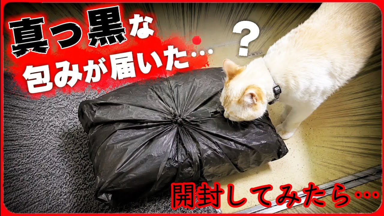 【怪しい黒包み届く…】突如として真っ黒くて大きな包みが届いたので開けてみた結果。20260611、カラス＆四つ足クインテット（仮）