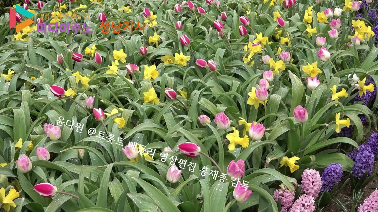 윤다원 트로트 메들리 영상편집 미디어 주노 성남지사 홍재종 감독 가요트롯tv