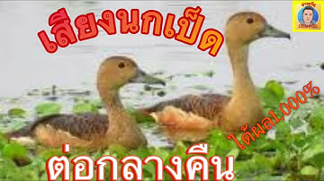 เสียงนกเป็ด ต่อกลางคืน เข้าไวได้ผล1,000%ไม่มีโฆษณา